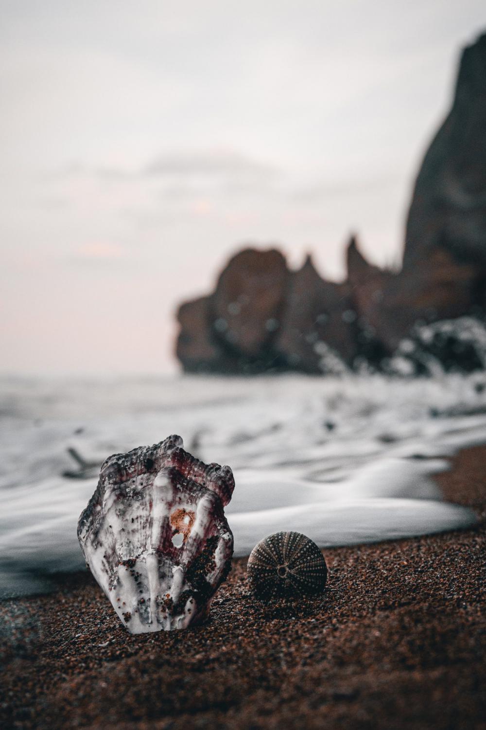 Sea Shell Sea Shell