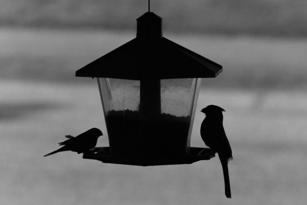 Bird Feeder Nature No Cost Stock Image Bird Feeder Nature No Cost Stock Image