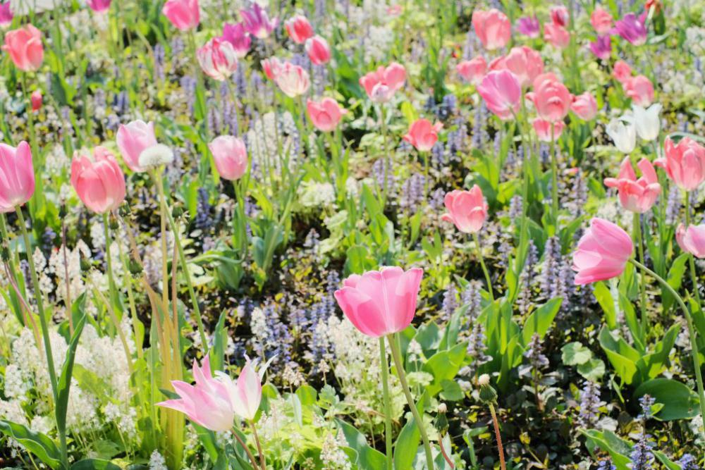 Tulip flower border in the city Tulip flower border in the city