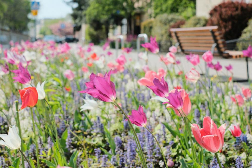Tulip flower border in the city 2 Tulip flower border in the city 2