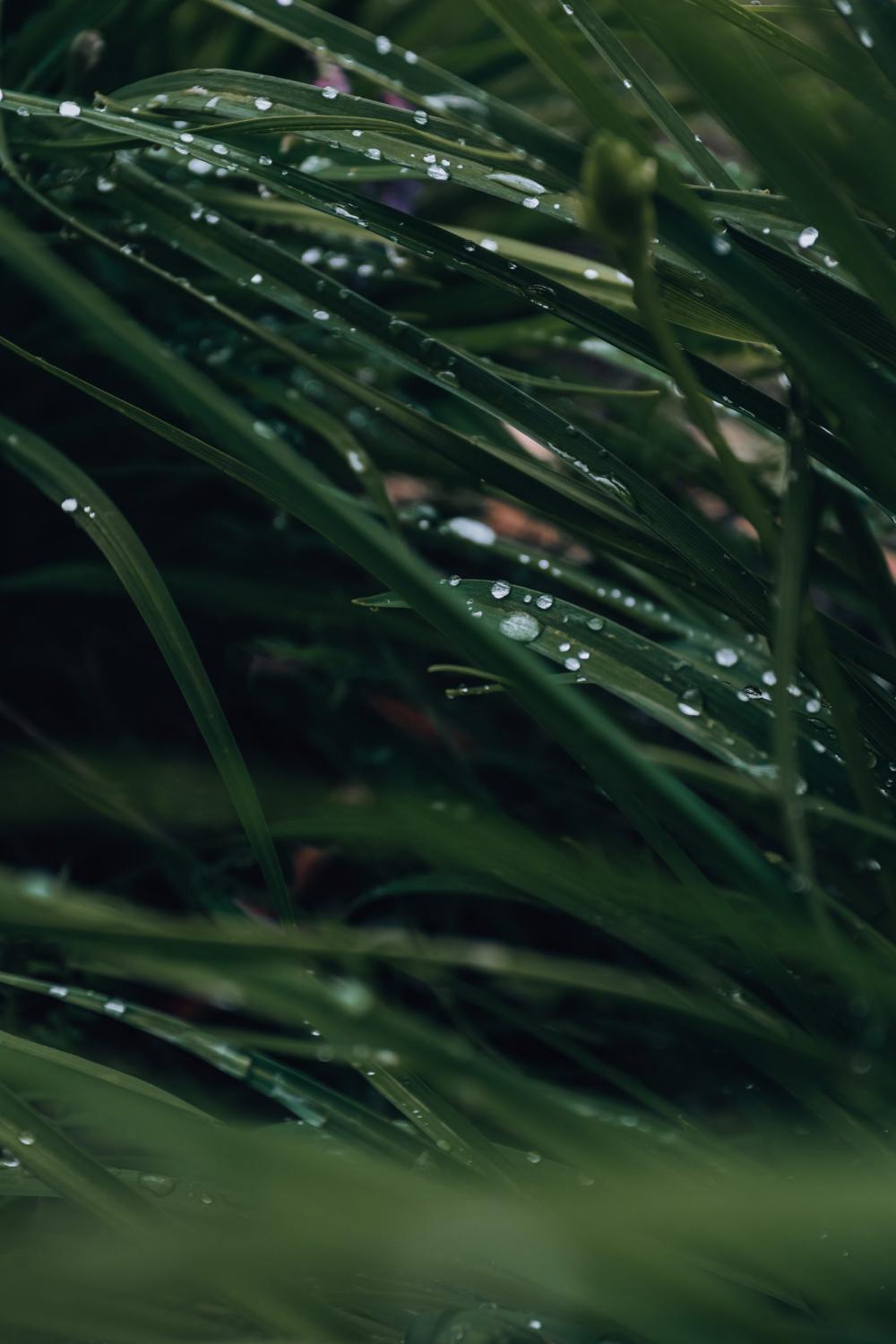 wet grass wet grass