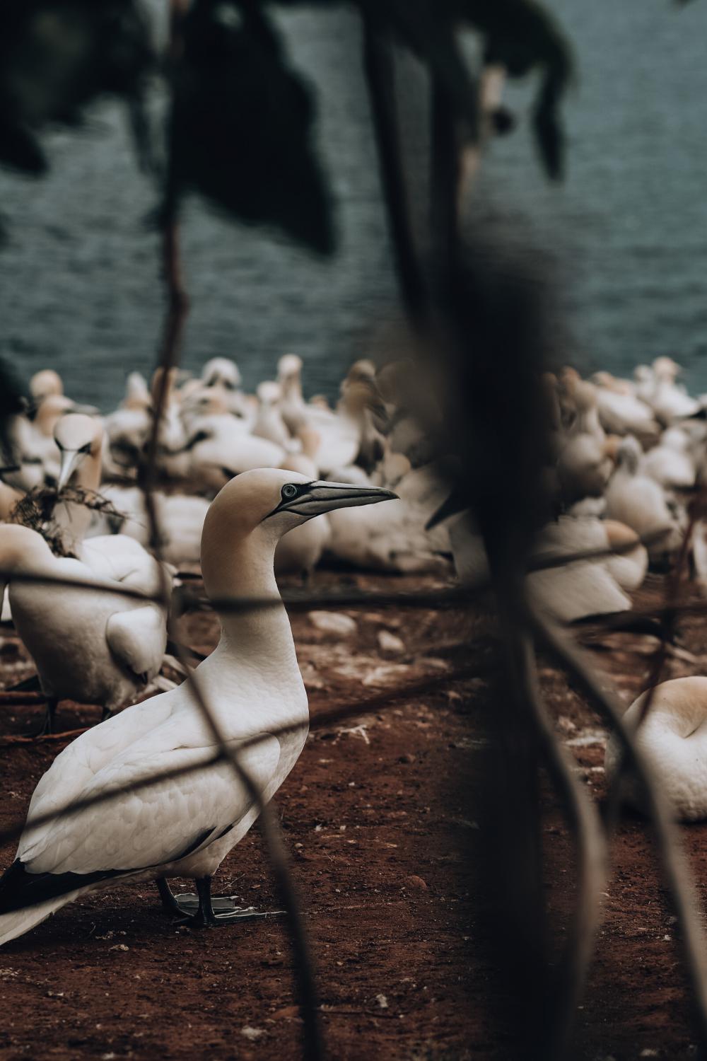 Birds Birds