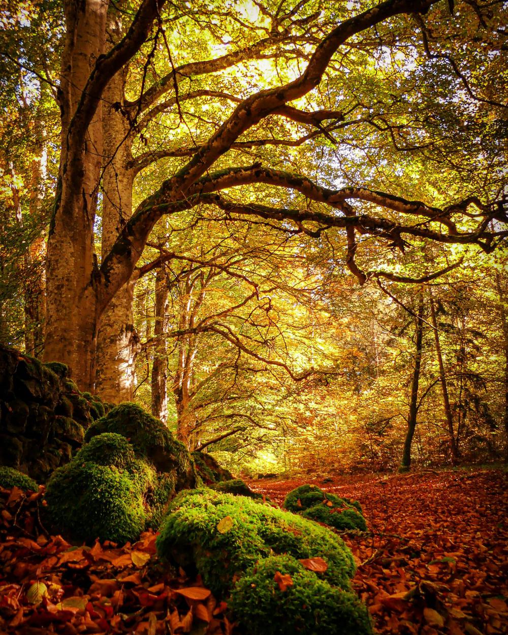 enchanted forest – 2 enchanted forest – 2