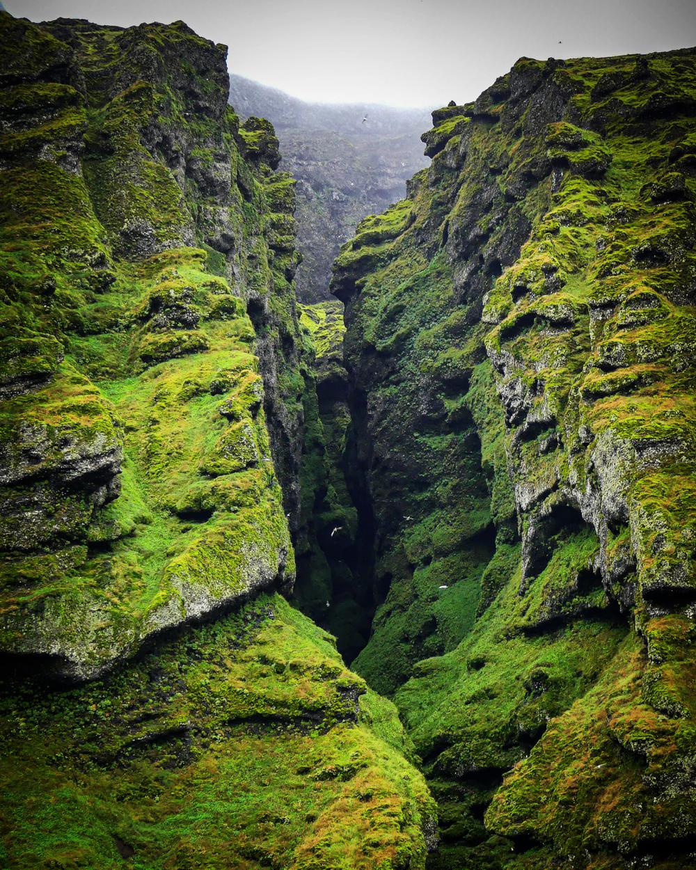 Green moss Green moss