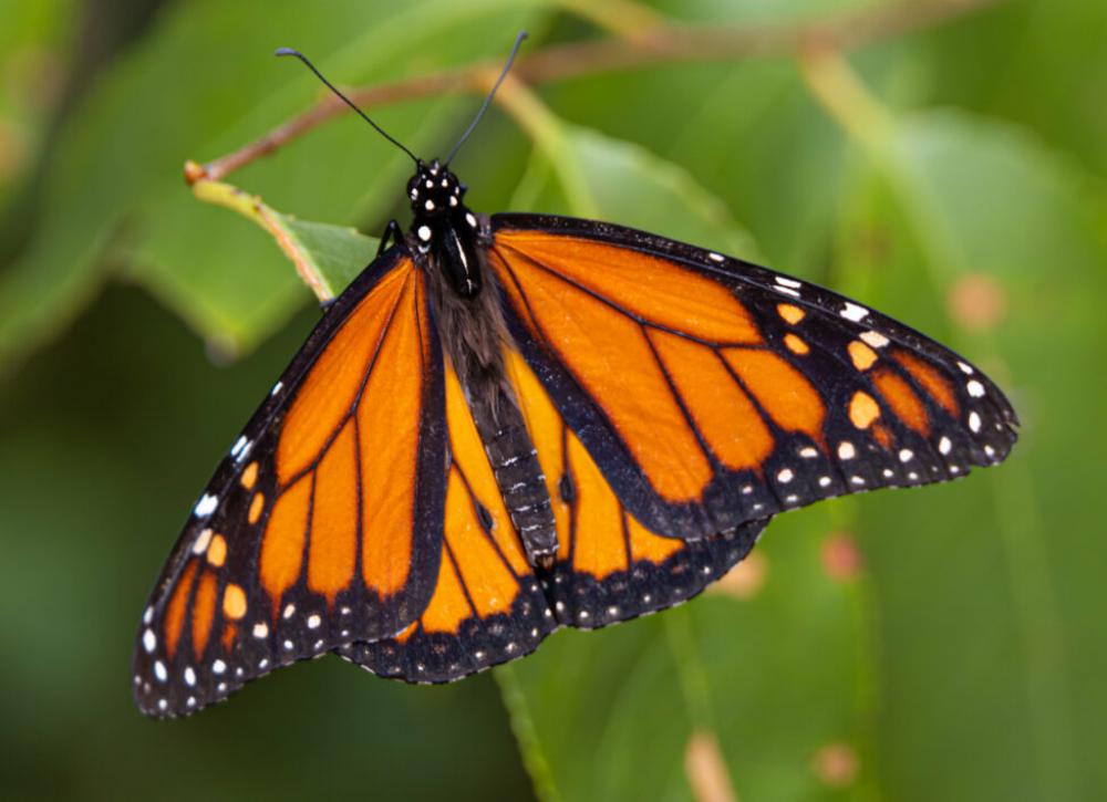 Insect Butterfly Garden No Cost Stock Image Insect Butterfly Garden No Cost Stock Image