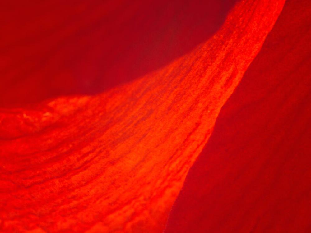 Red Abstract Background No Cost Stock Image Red Abstract Background No Cost Stock Image