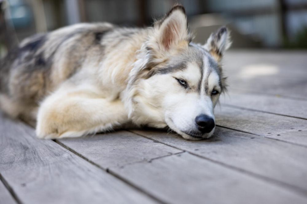 Husky Animal Dog No Cost Stock Image Husky Animal Dog No Cost Stock Image