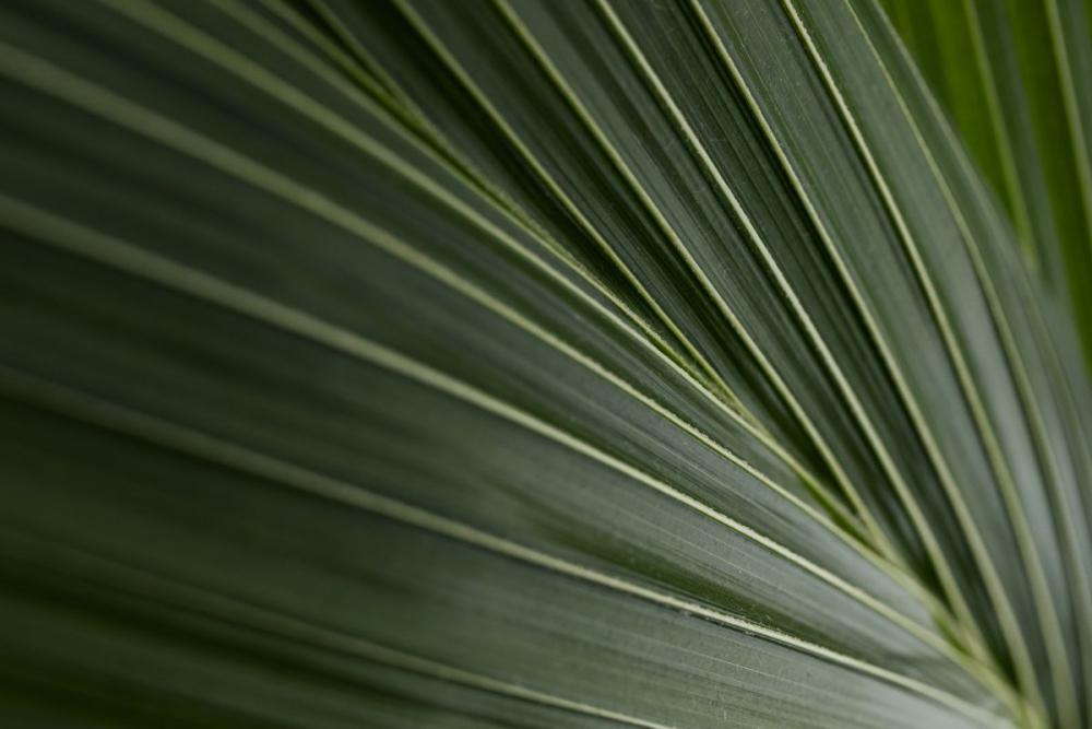 Collection of free close-up images of leaves - backgrounds - wallpapers Collection of free close-up images of leaves - backgrounds - wallpapers