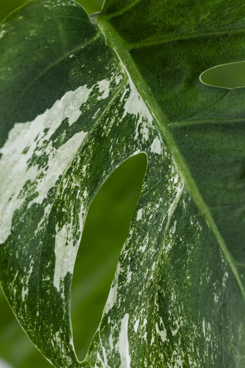 Collection of free close-up images of leaves - backgrounds - wallpapers Collection of free close-up images of leaves - backgrounds - wallpapers