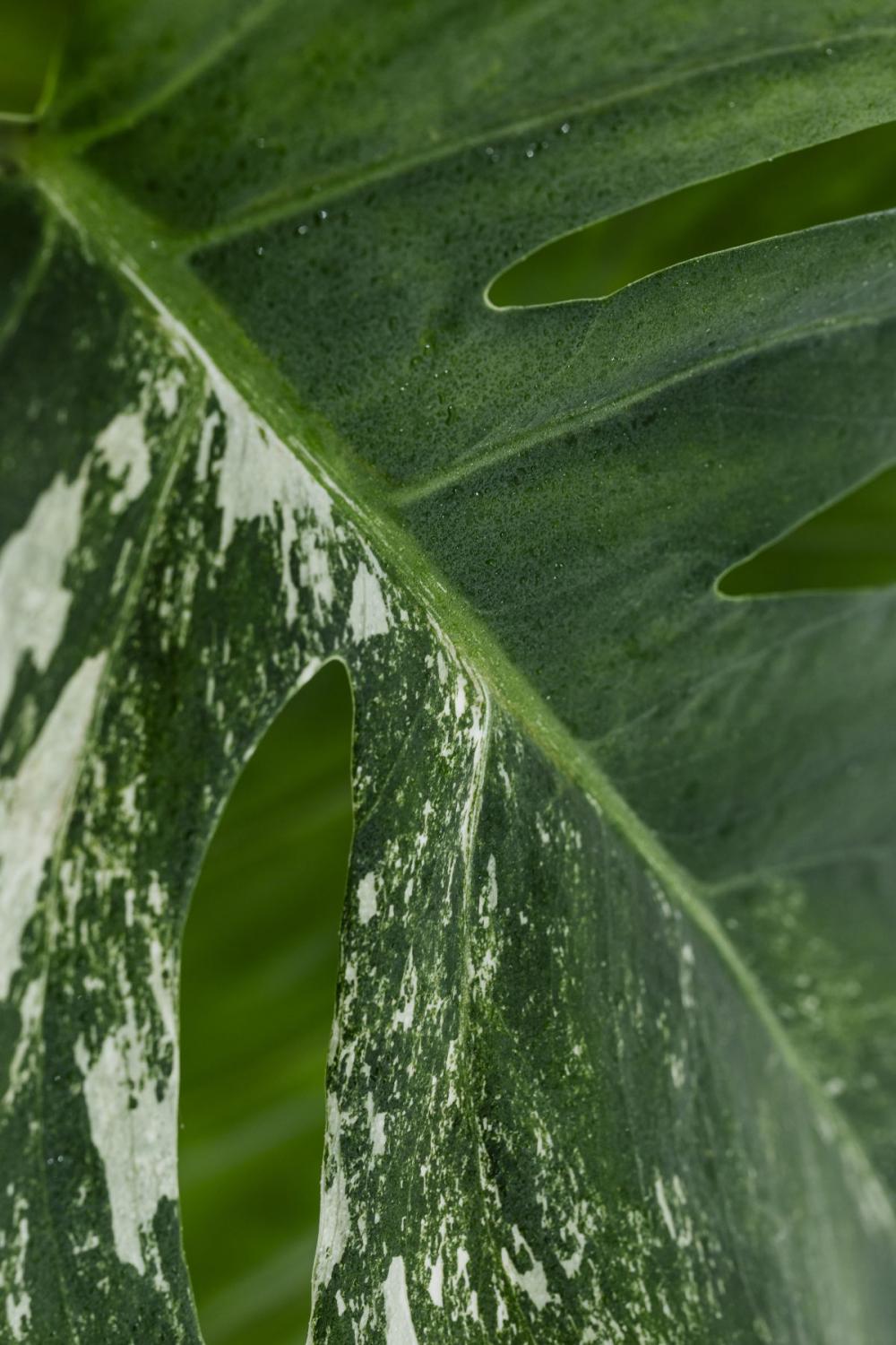 Collection of free close-up images of leaves - backgrounds - wallpapers Collection of free close-up images of leaves - backgrounds - wallpapers