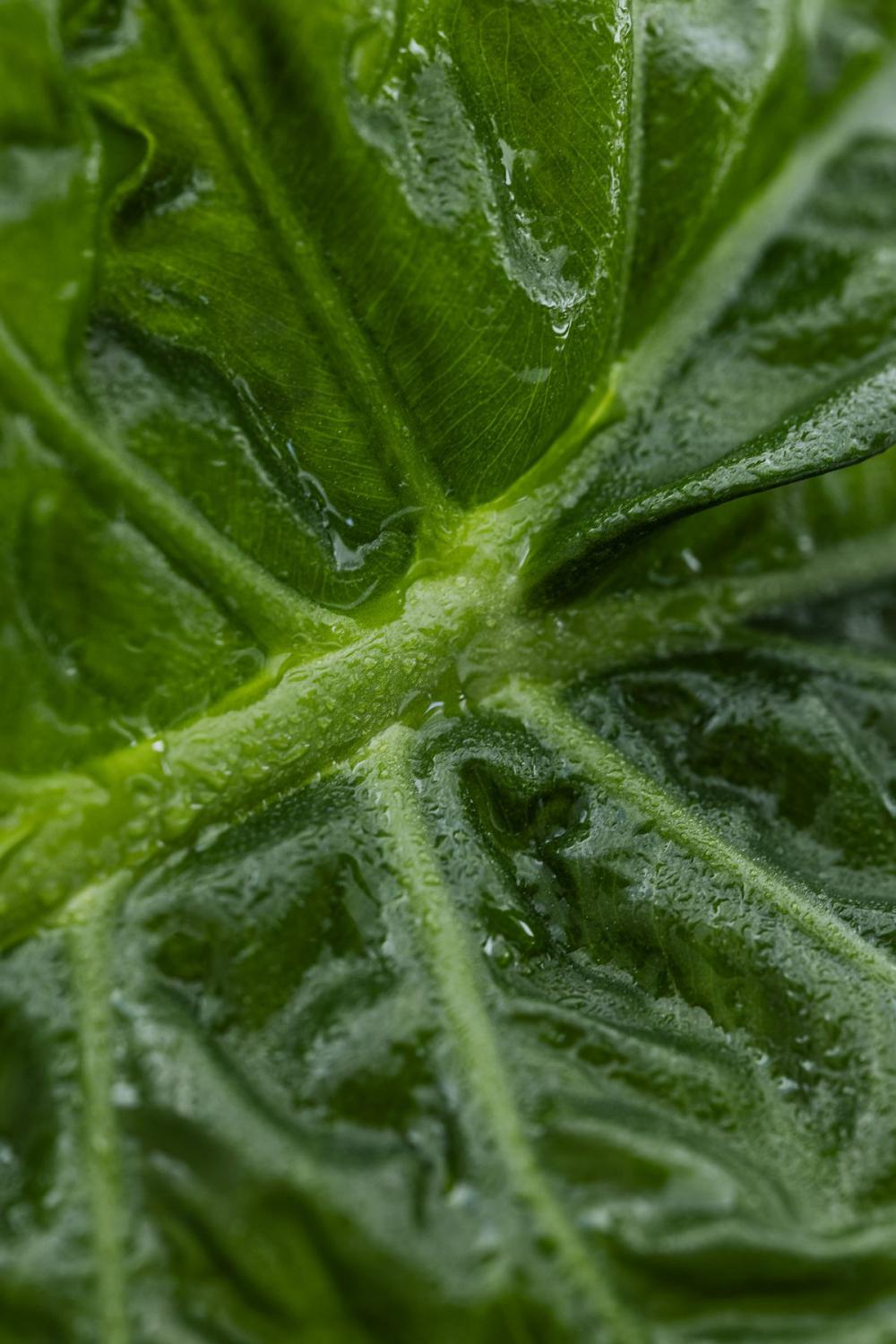 Collection of free close-up images of leaves - backgrounds - wallpapers Collection of free close-up images of leaves - backgrounds - wallpapers