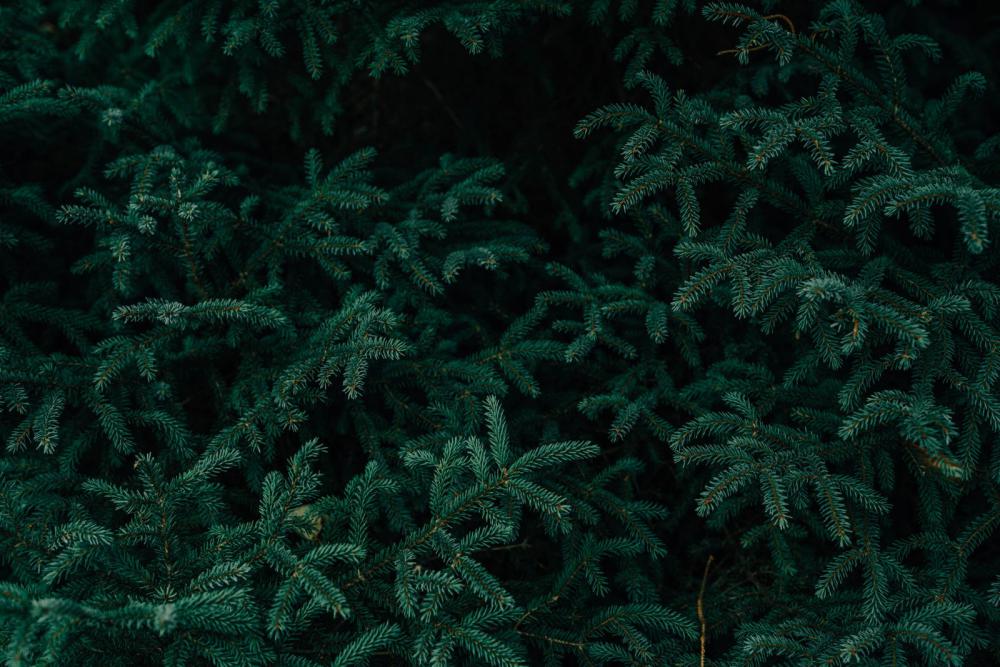 Fir trees view Fir trees view