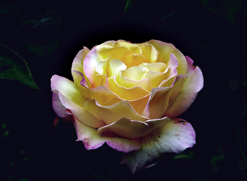 Macro Flower Bloom No Cost Stock Image Macro Flower Bloom No Cost Stock Image