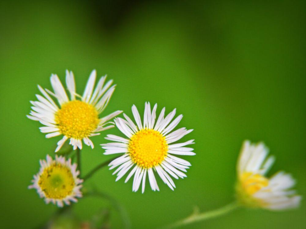 White Daisies Flower No Cost Stock Image White Daisies Flower No Cost Stock Image