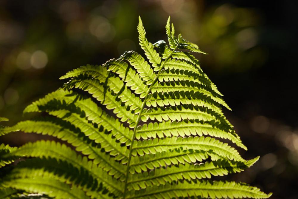Fern Green Botany No Cost Stock Image Fern Green Botany No Cost Stock Image