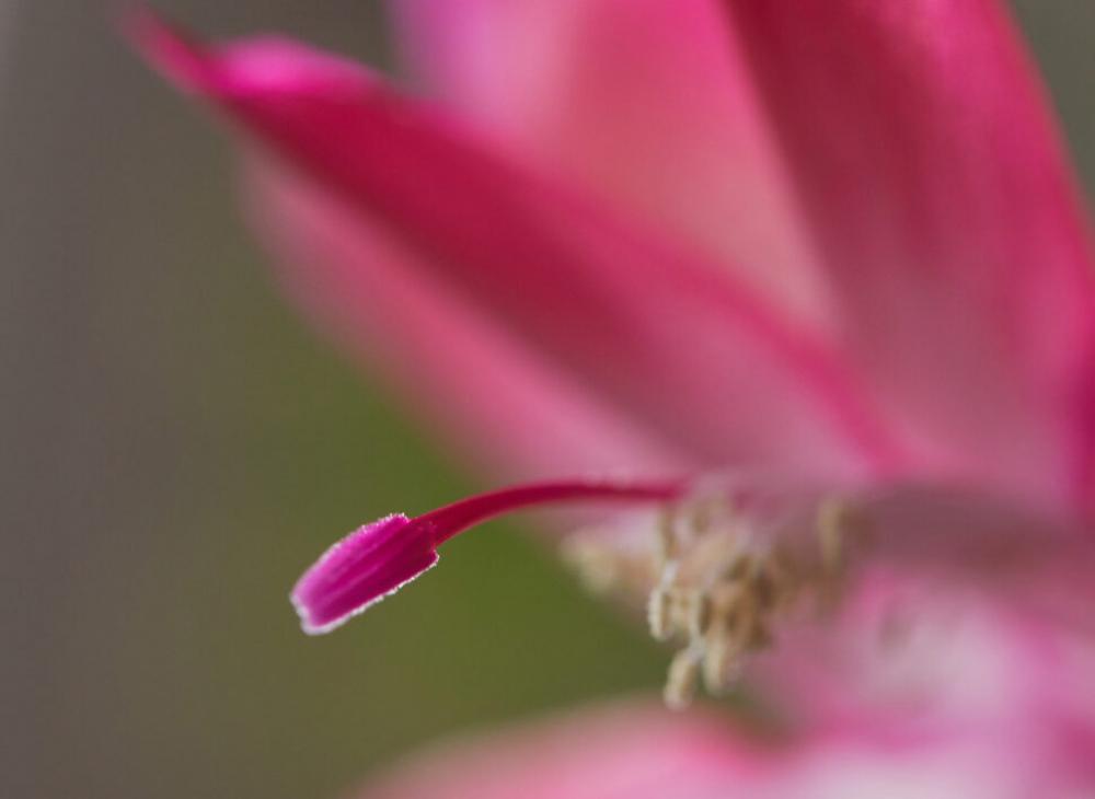 Flower Bloom Macro No Cost Stock Image Flower Bloom Macro No Cost Stock Image