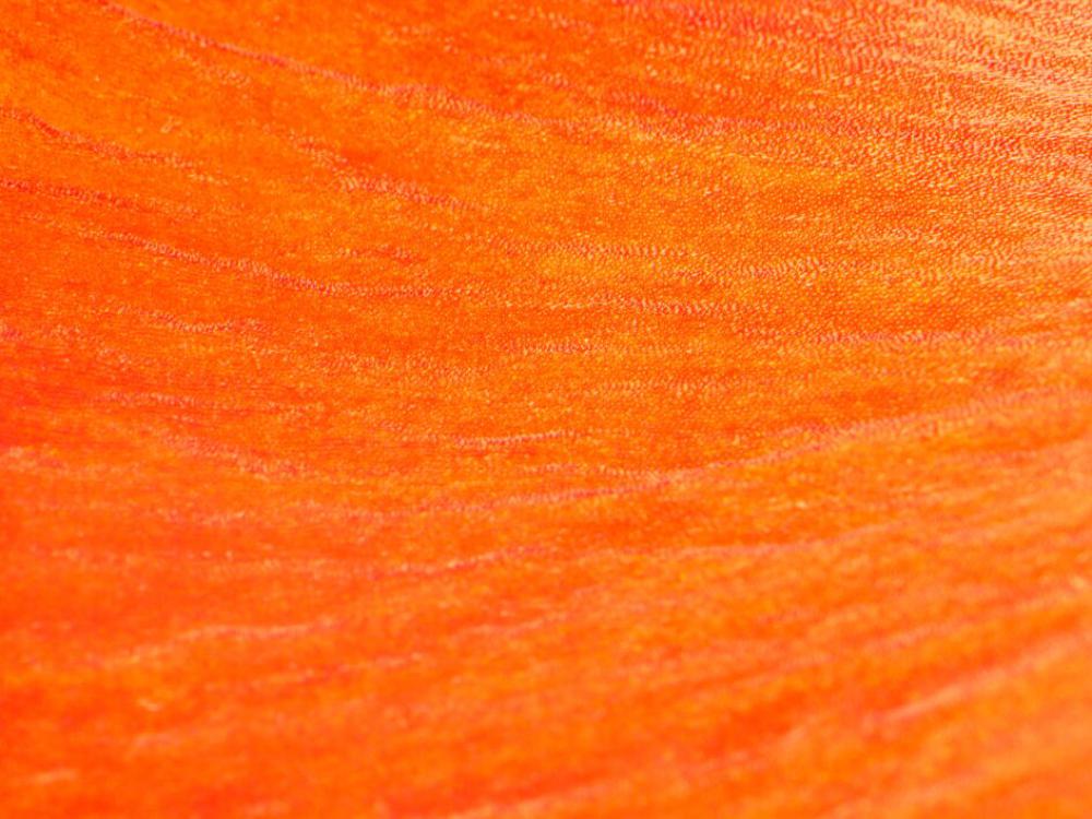 Abstract Orange Texture No Cost Stock Image Abstract Orange Texture No Cost Stock Image