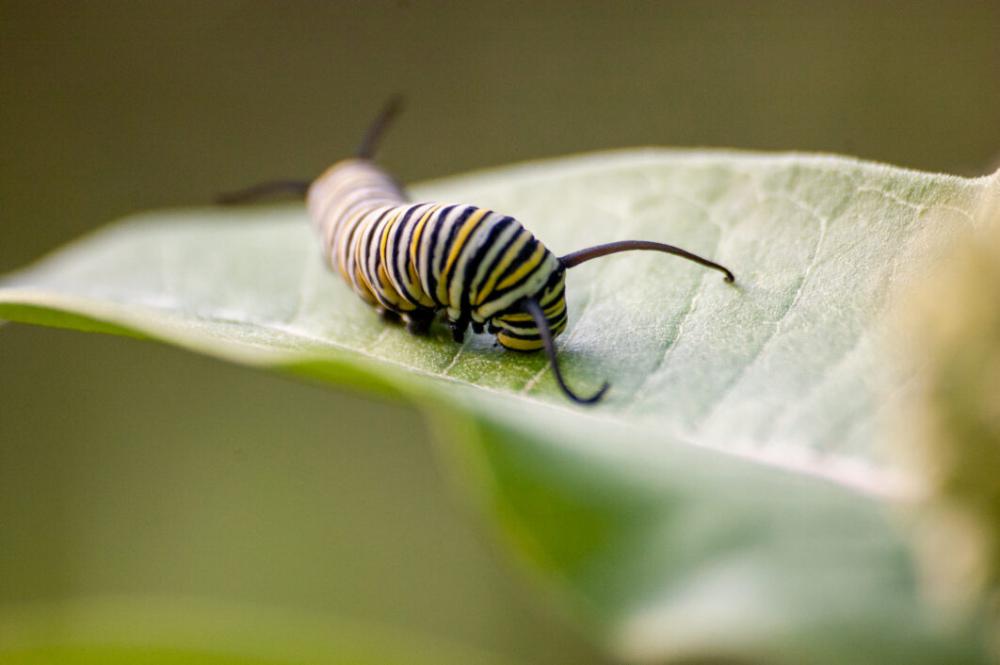 Insect Caterpillar Leaf No Cost Stock Image Insect Caterpillar Leaf No Cost Stock Image