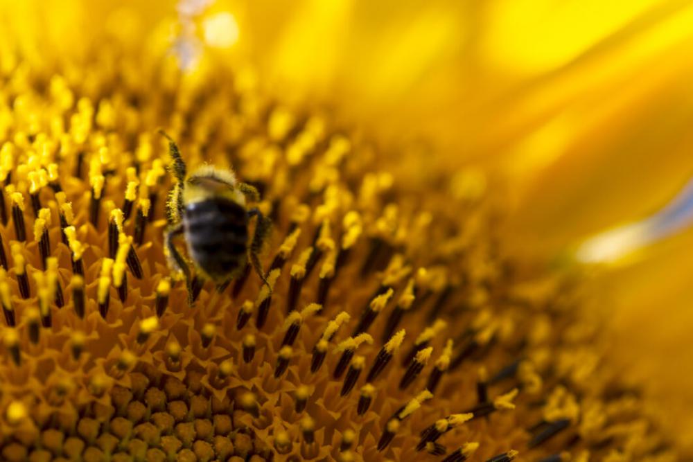 Bee Flower Nature No Cost Stock Image Bee Flower Nature No Cost Stock Image