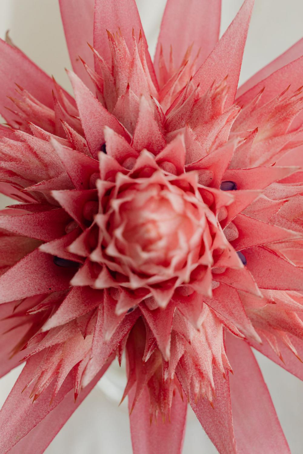 Aechmea fasciata - silver vase - urn plant - Bromeliaceae - pink flower Aechmea fasciata - silver vase - urn plant - Bromeliaceae - pink flower