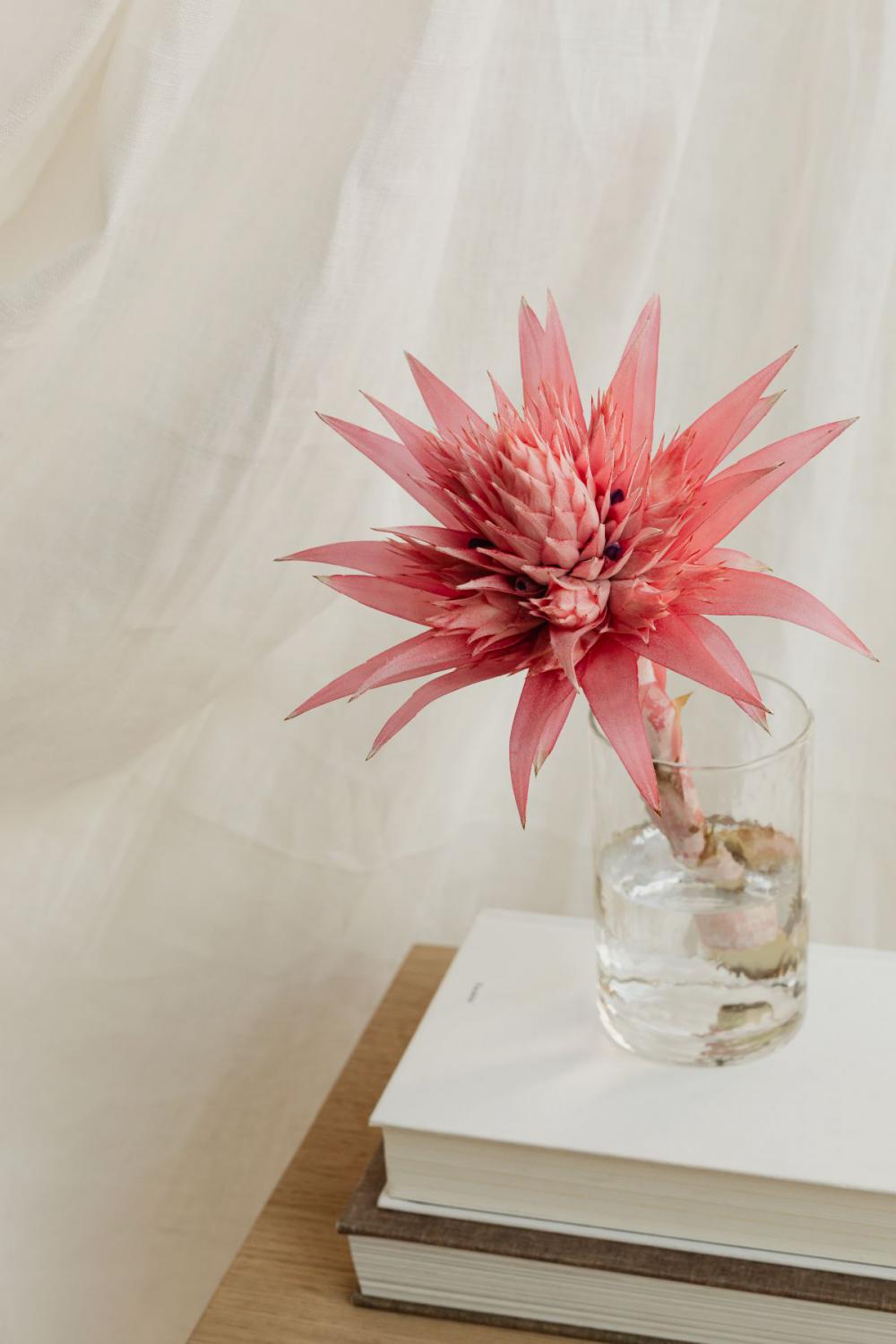Aechmea fasciata - silver vase - urn plant - Bromeliaceae - pink flower Aechmea fasciata - silver vase - urn plant - Bromeliaceae - pink flower