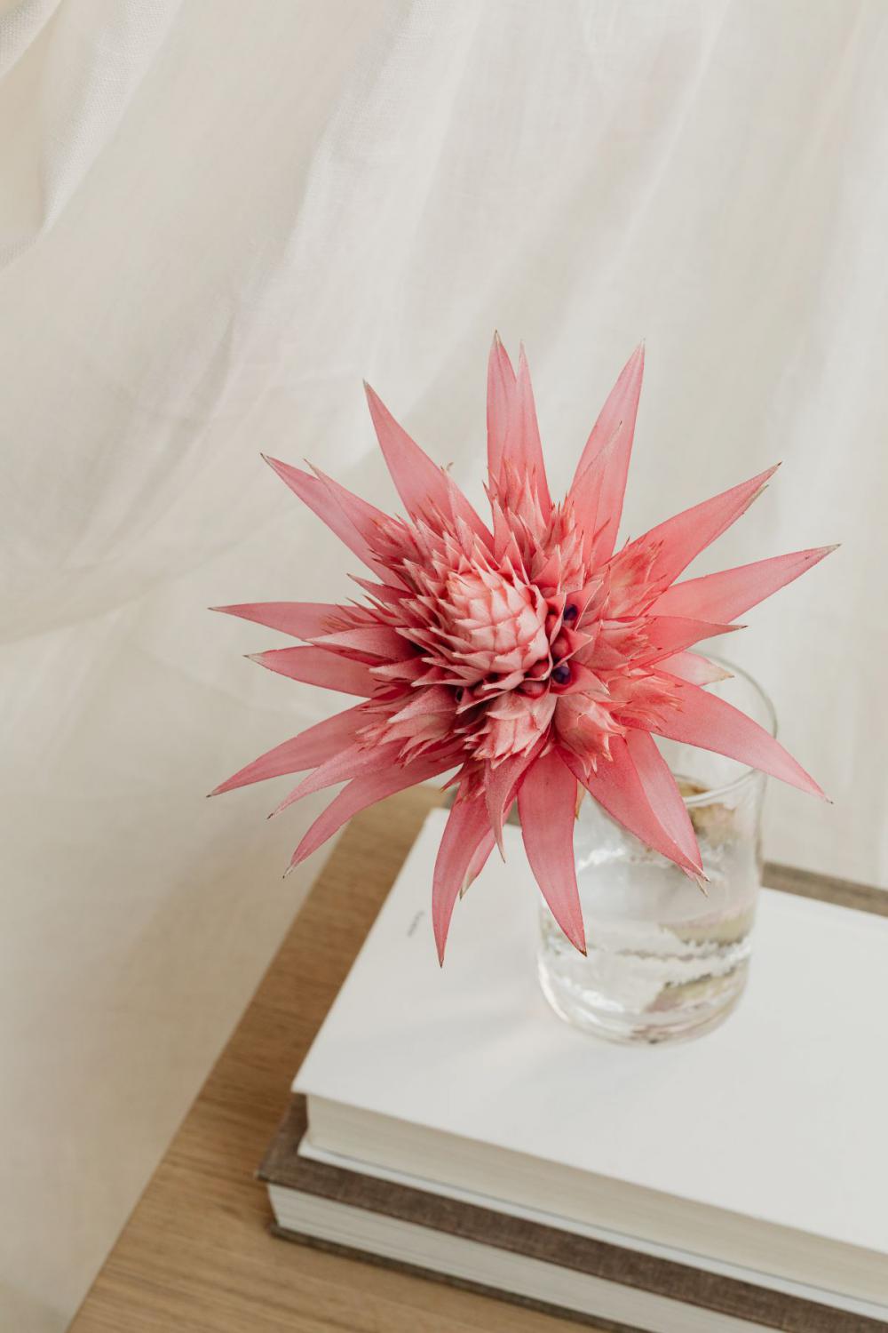 Aechmea fasciata - silver vase - urn plant - Bromeliaceae - pink flower Aechmea fasciata - silver vase - urn plant - Bromeliaceae - pink flower
