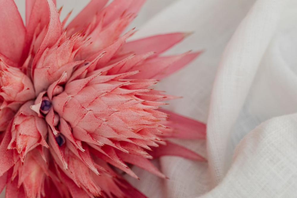 Aechmea fasciata - silver vase - urn plant - Bromeliaceae - pink flower Aechmea fasciata - silver vase - urn plant - Bromeliaceae - pink flower