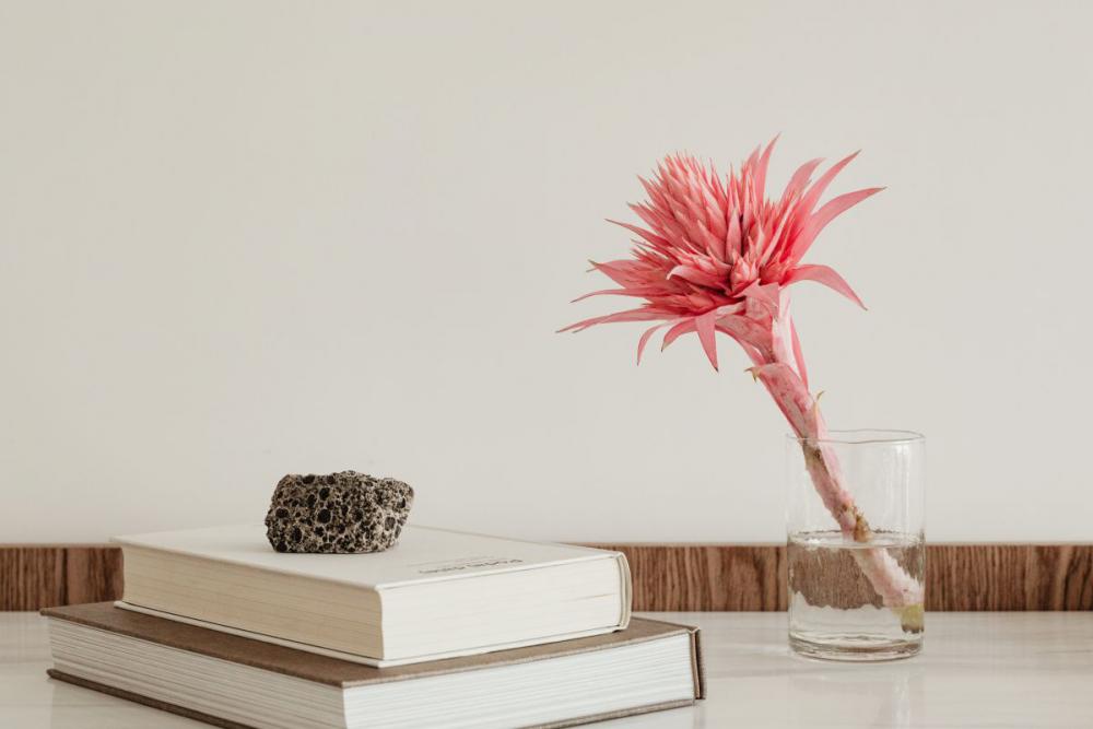 Aechmea fasciata - silver vase - urn plant - Bromeliaceae - pink flower Aechmea fasciata - silver vase - urn plant - Bromeliaceae - pink flower