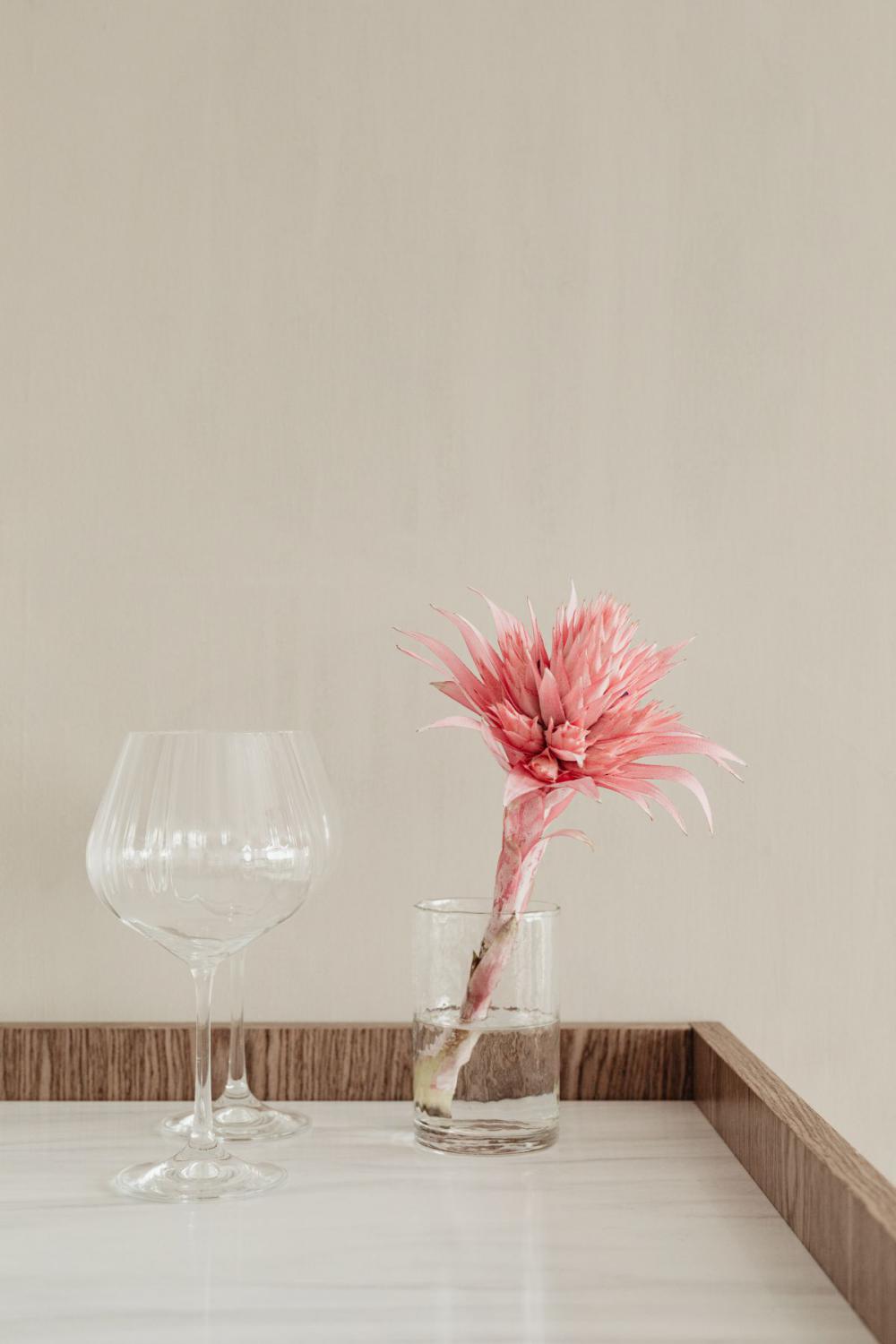 Aechmea fasciata - silver vase - urn plant - Bromeliaceae - pink flower Aechmea fasciata - silver vase - urn plant - Bromeliaceae - pink flower