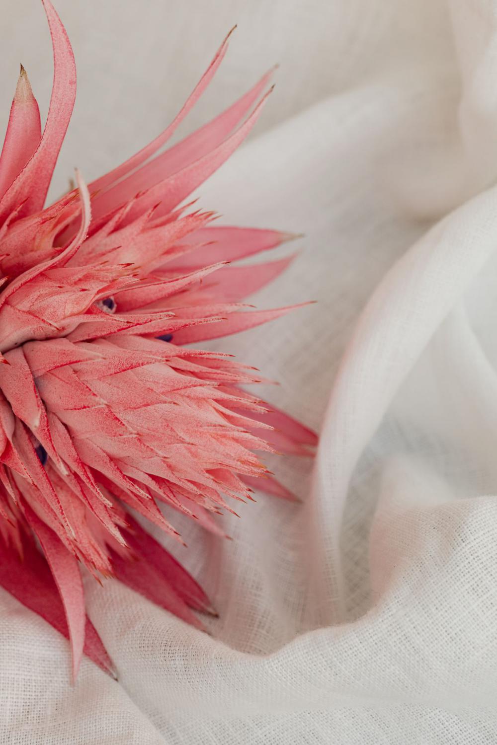 Aechmea fasciata - silver vase - urn plant - Bromeliaceae - pink flower Aechmea fasciata - silver vase - urn plant - Bromeliaceae - pink flower