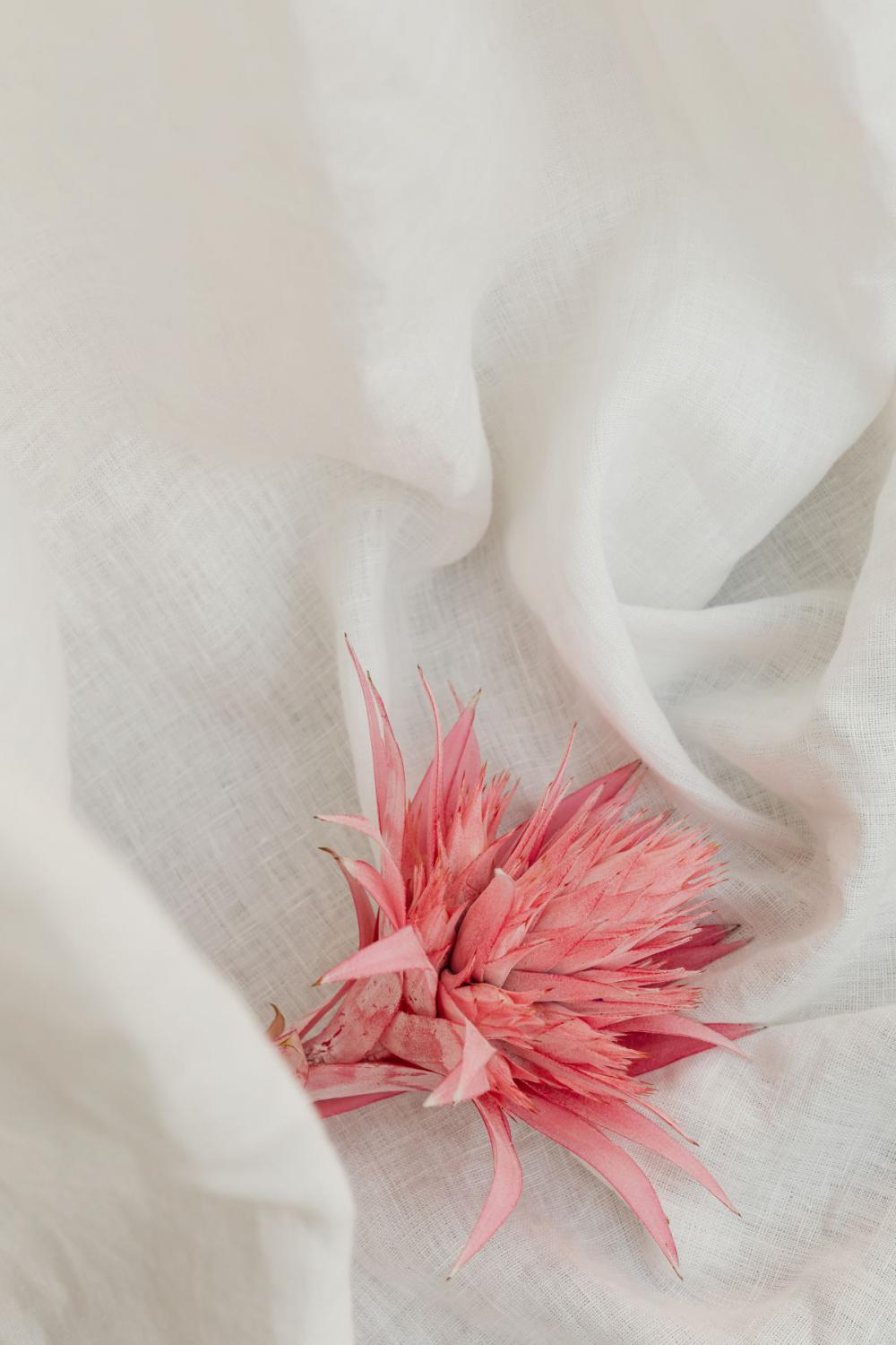 Aechmea fasciata - silver vase - urn plant - Bromeliaceae - pink flower Aechmea fasciata - silver vase - urn plant - Bromeliaceae - pink flower