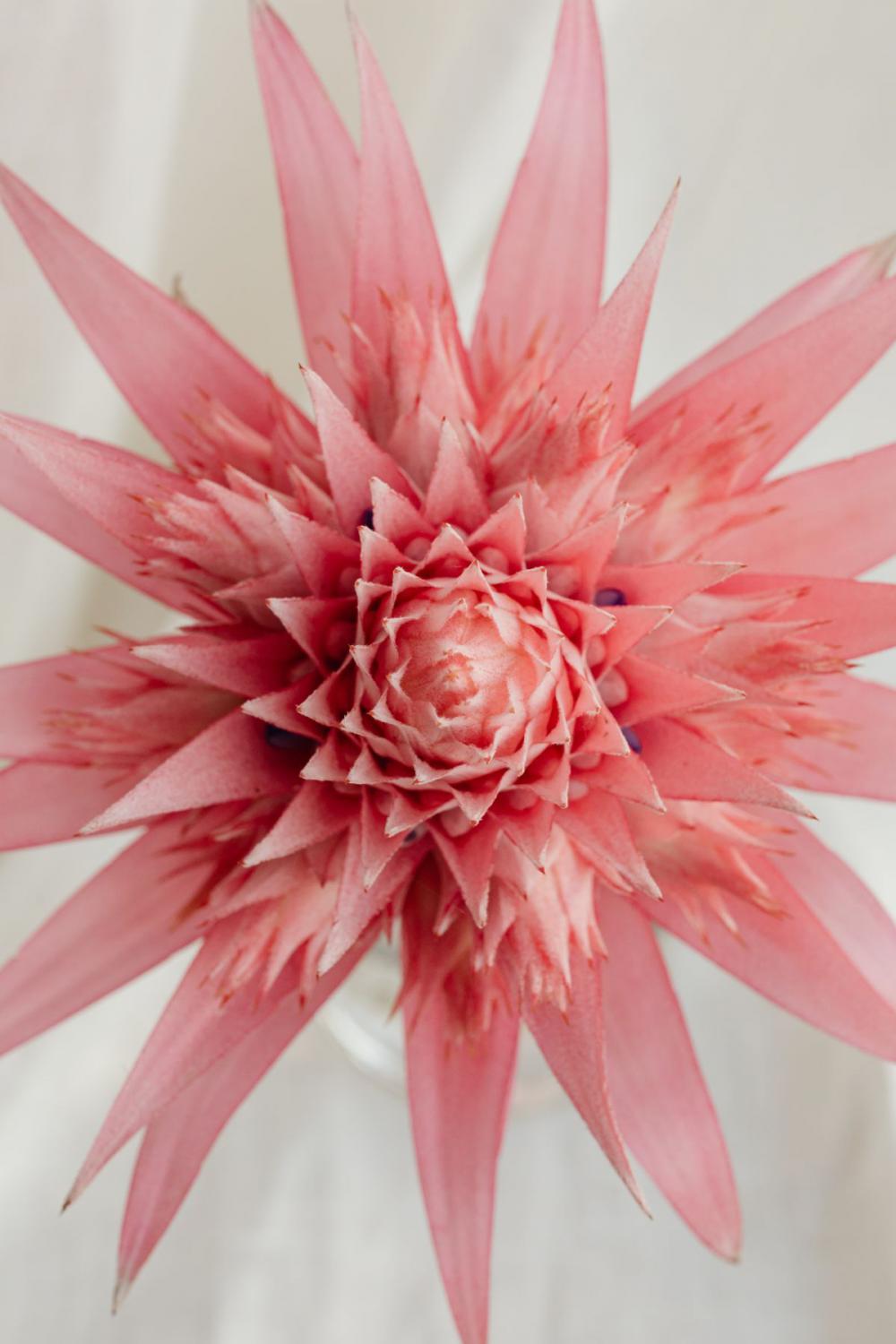 Aechmea fasciata - silver vase - urn plant - Bromeliaceae - pink flower Aechmea fasciata - silver vase - urn plant - Bromeliaceae - pink flower