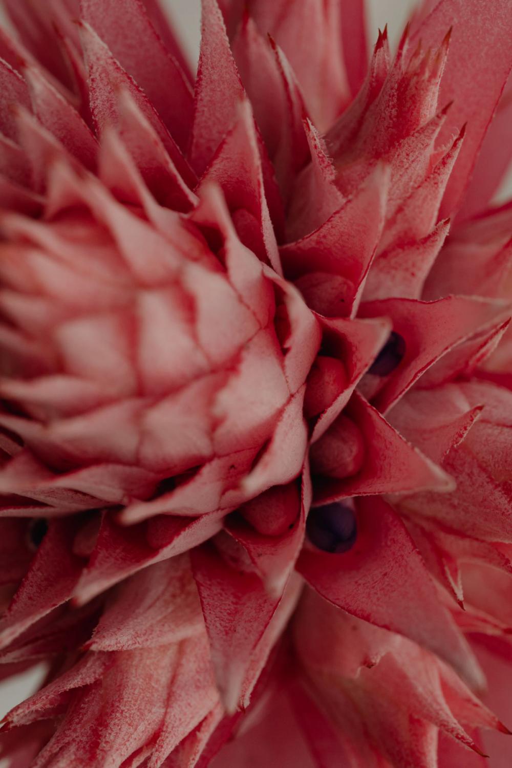Aechmea fasciata - silver vase - urn plant - Bromeliaceae - pink flower Aechmea fasciata - silver vase - urn plant - Bromeliaceae - pink flower