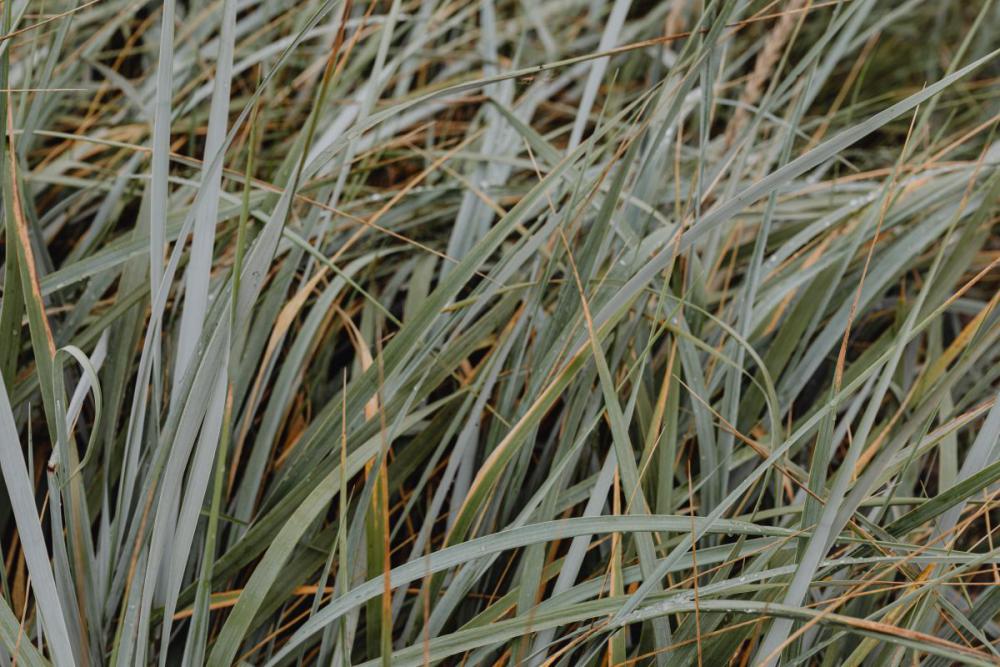 Sea Grasses Blowing In Breeze - Backgrounds Sea Grasses Blowing In Breeze - Backgrounds