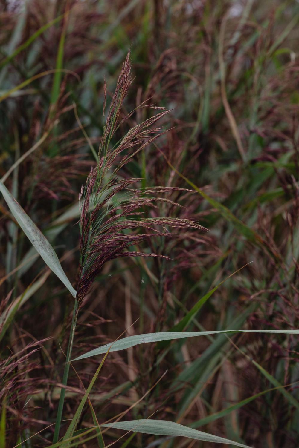 Sea Grasses Blowing In Breeze - Backgrounds Sea Grasses Blowing In Breeze - Backgrounds