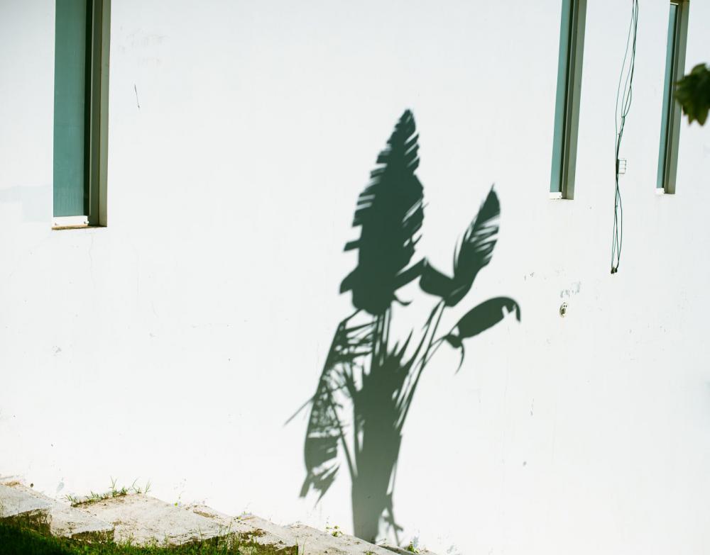 The shadow The shadow
