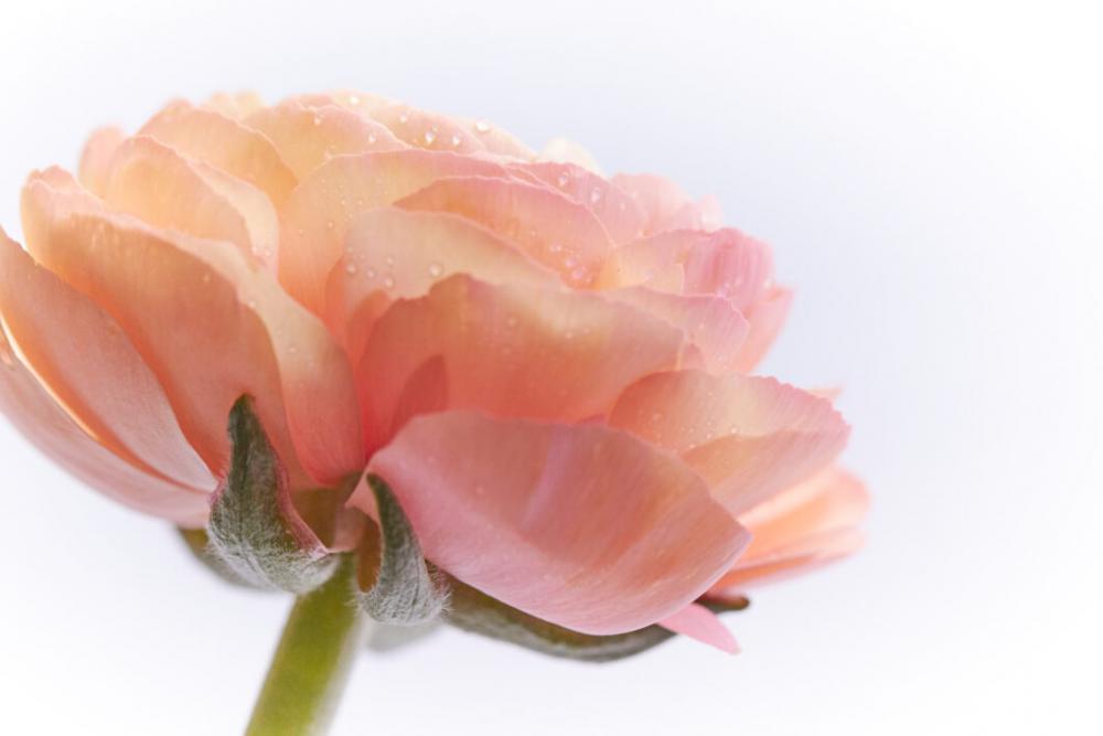Flower Blossom Isolated No Cost Stock Image Flower Blossom Isolated No Cost Stock Image
