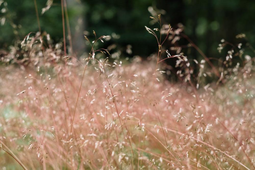 Dried wild grass near the forest Dried wild grass near the forest