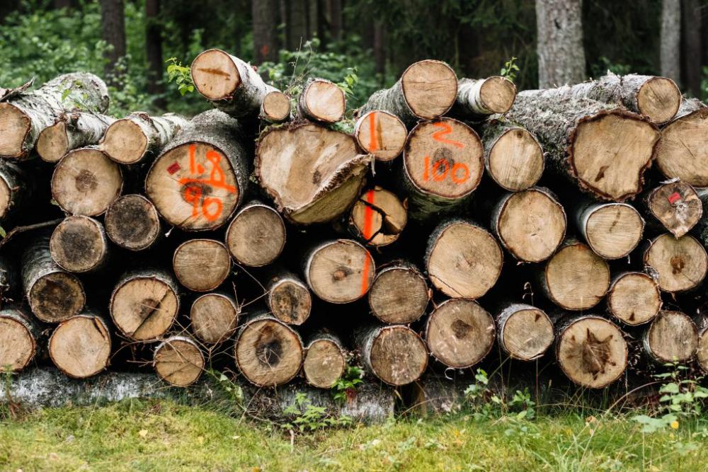 Cut wood logs stacked in the forest 2 Cut wood logs stacked in the forest 2