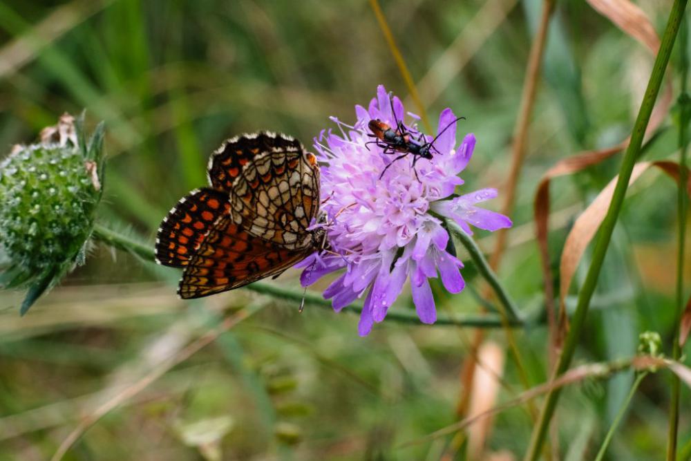 Butterfly and two soldier beetles on a purple flower 2 Butterfly and two soldier beetles on a purple flower 2