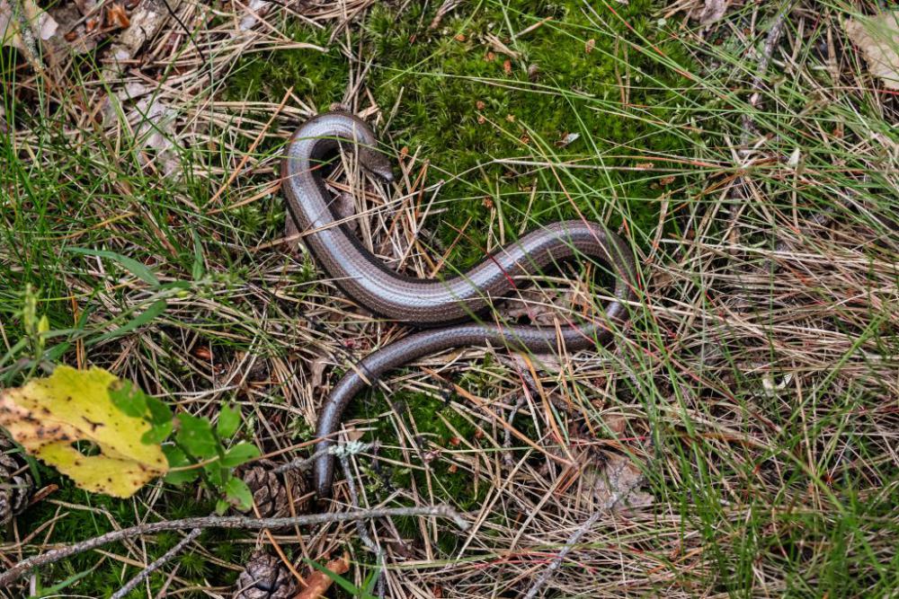 Slowworm legless lizard Slowworm legless lizard