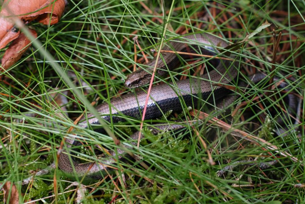 Slowworm legless lizard 3 Slowworm legless lizard 3