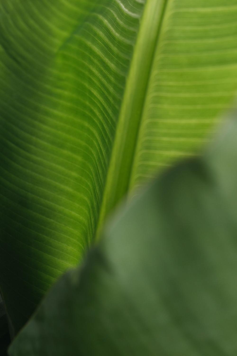 Banana Green Leaf Backgrounds Banana Green Leaf Backgrounds