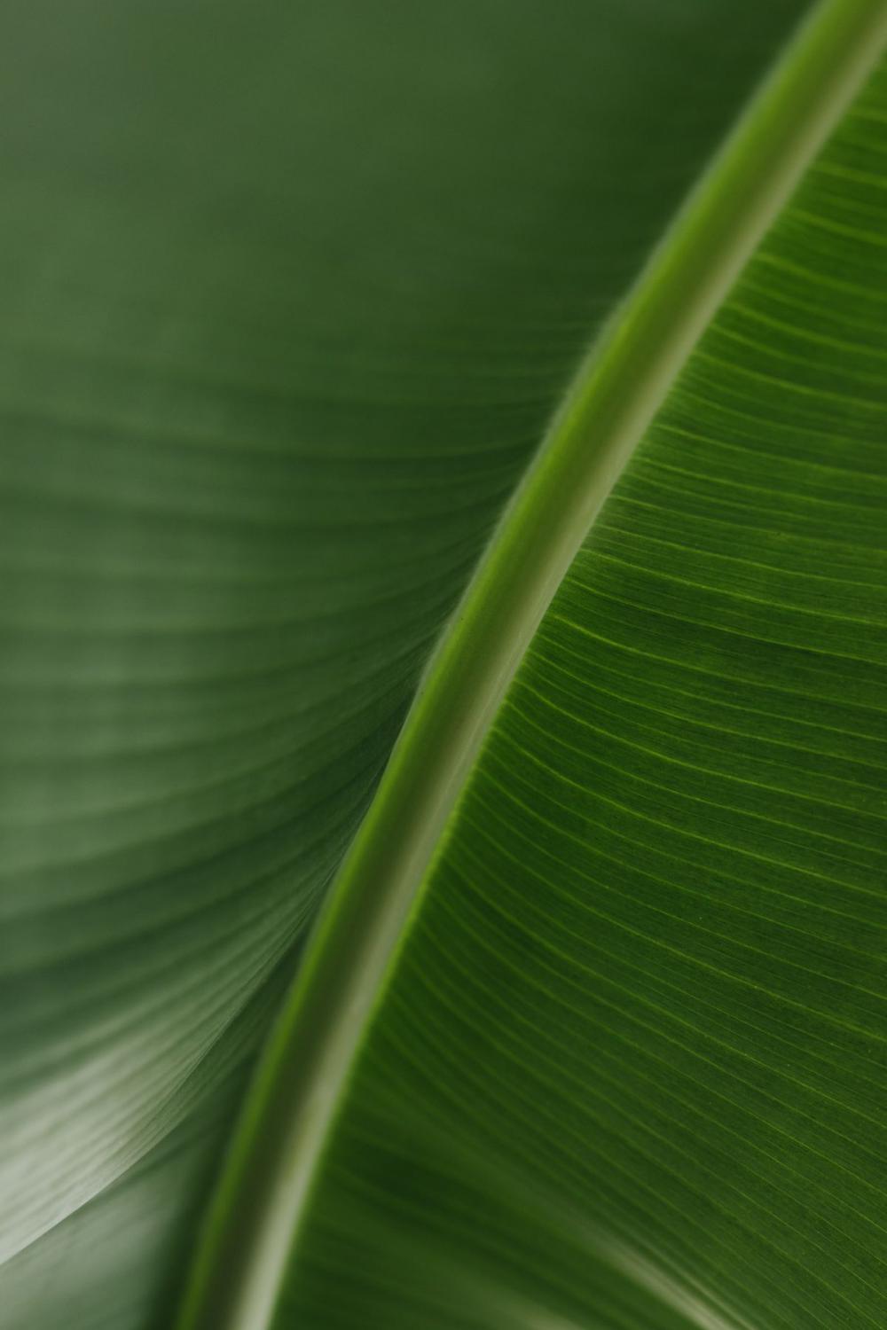 Banana Green Leaf Backgrounds Banana Green Leaf Backgrounds
