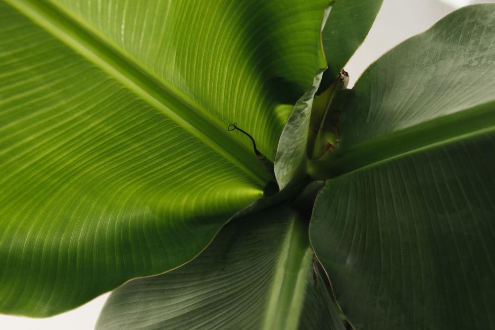 Banana Green Leaf Backgrounds Banana Green Leaf Backgrounds