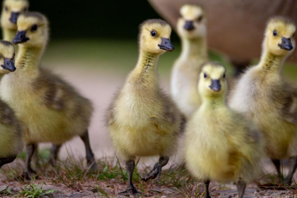 Baby Ducklings Animal No Cost Stock Image Baby Ducklings Animal No Cost Stock Image