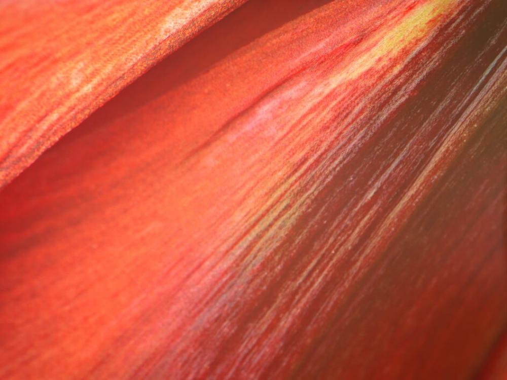 Abstract Flower Texture No Cost Stock Image Abstract Flower Texture No Cost Stock Image