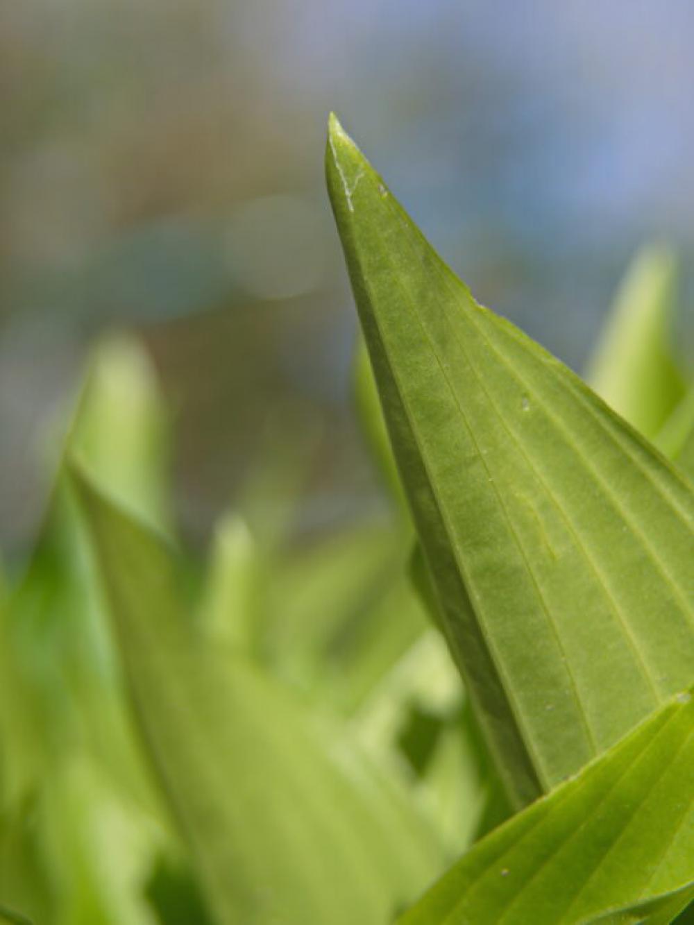 Plant Leaves Close No Cost Stock Image Plant Leaves Close No Cost Stock Image