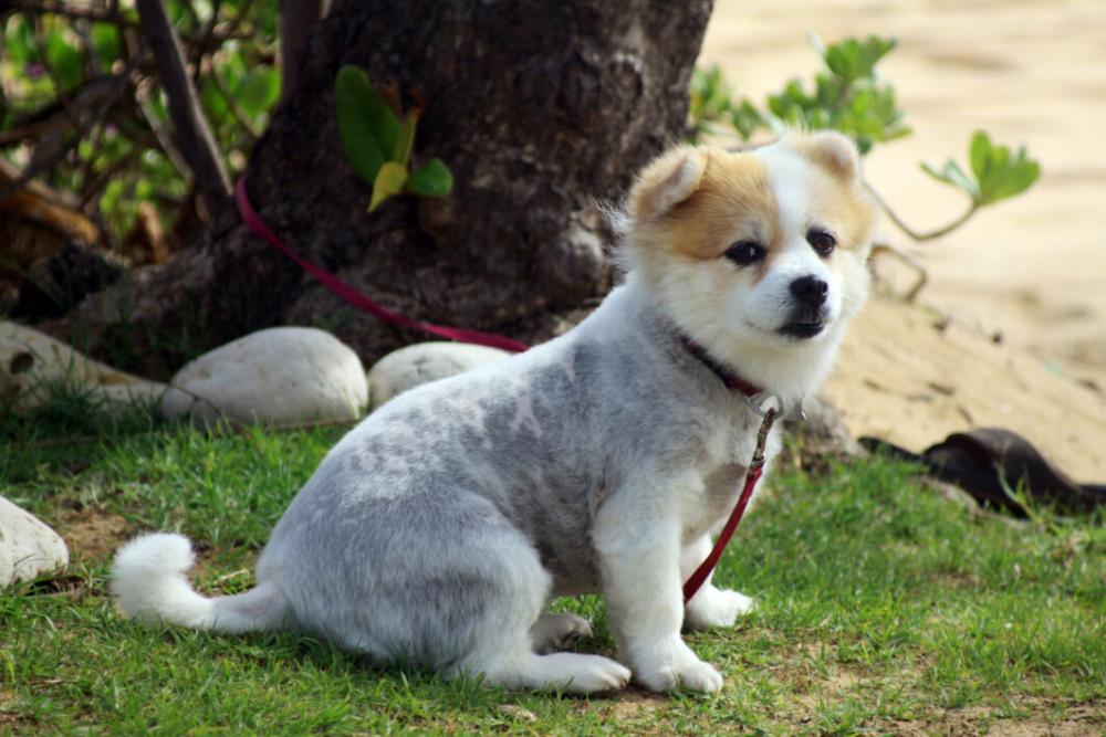 Animal Dog Grass No Cost Stock Image Animal Dog Grass No Cost Stock Image