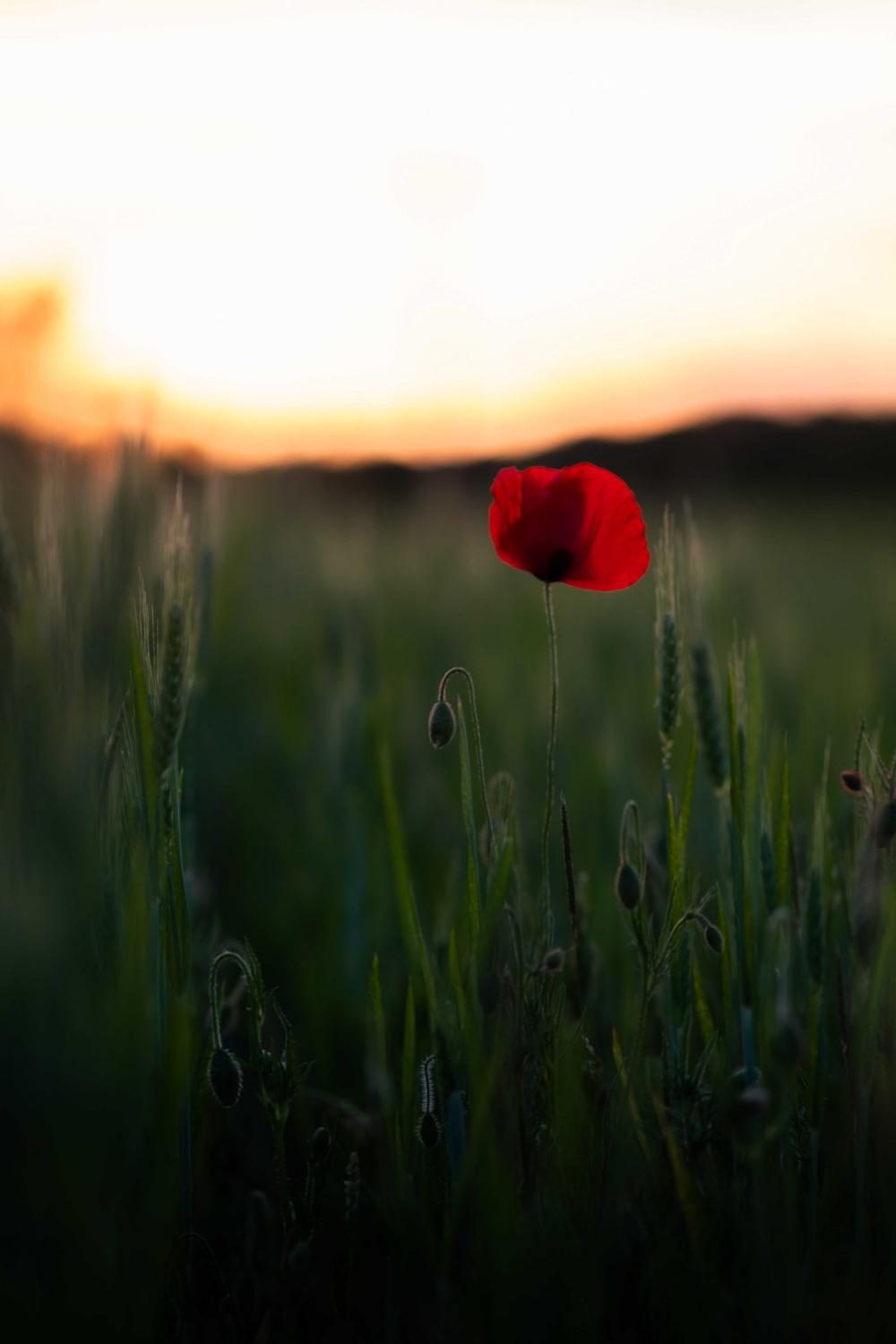 fleur 2 fleur 2